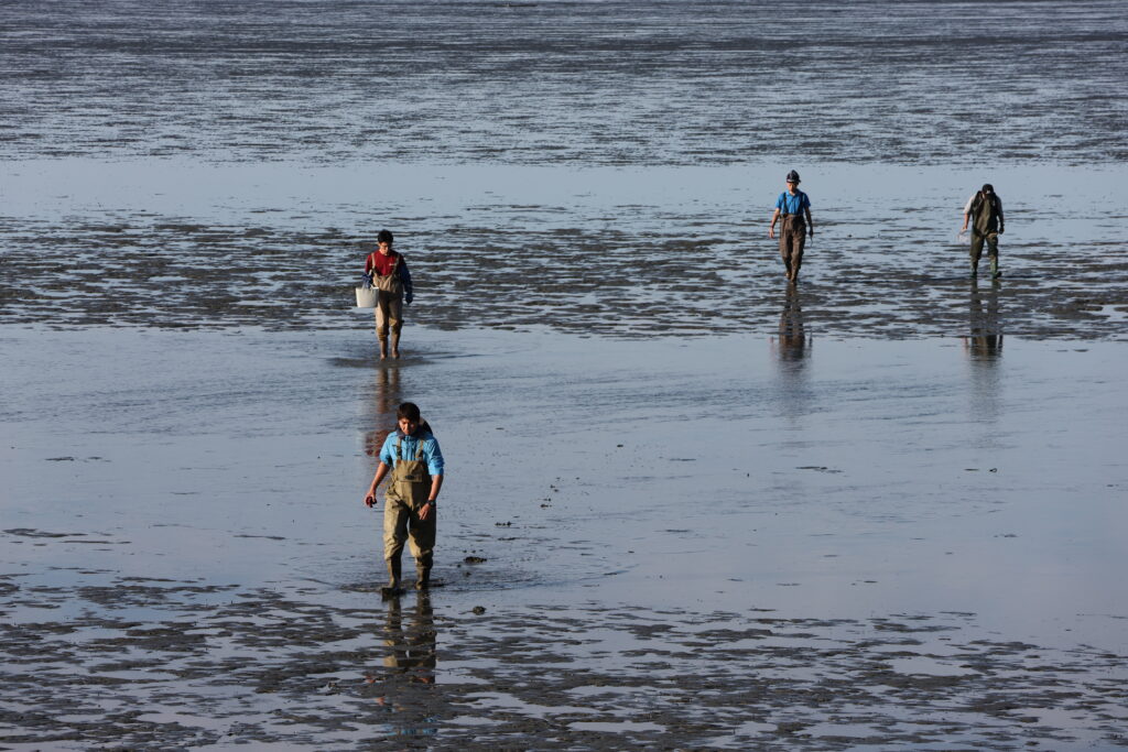 最大干潮にあわせて干潟に入り調査する専門家。