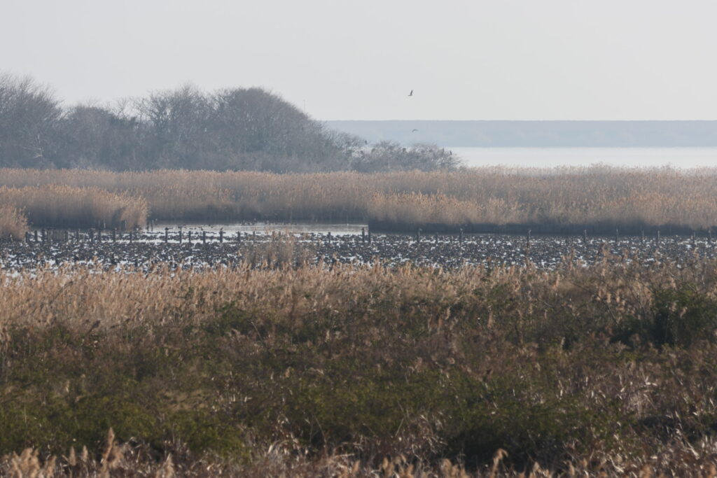 左手奥に見えるのが調整池内の沖ノ島。昼間はカモの、夜はツルのねぐらになる。水面にびっしり浮かぶのはトモエガモ。