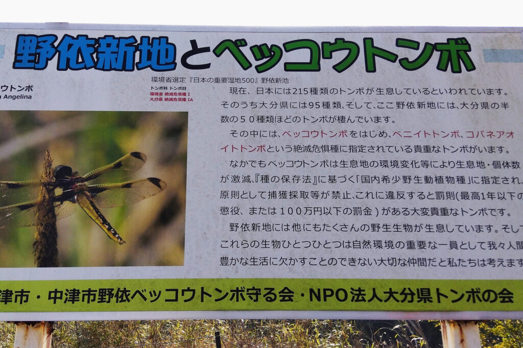 野依新池にて。