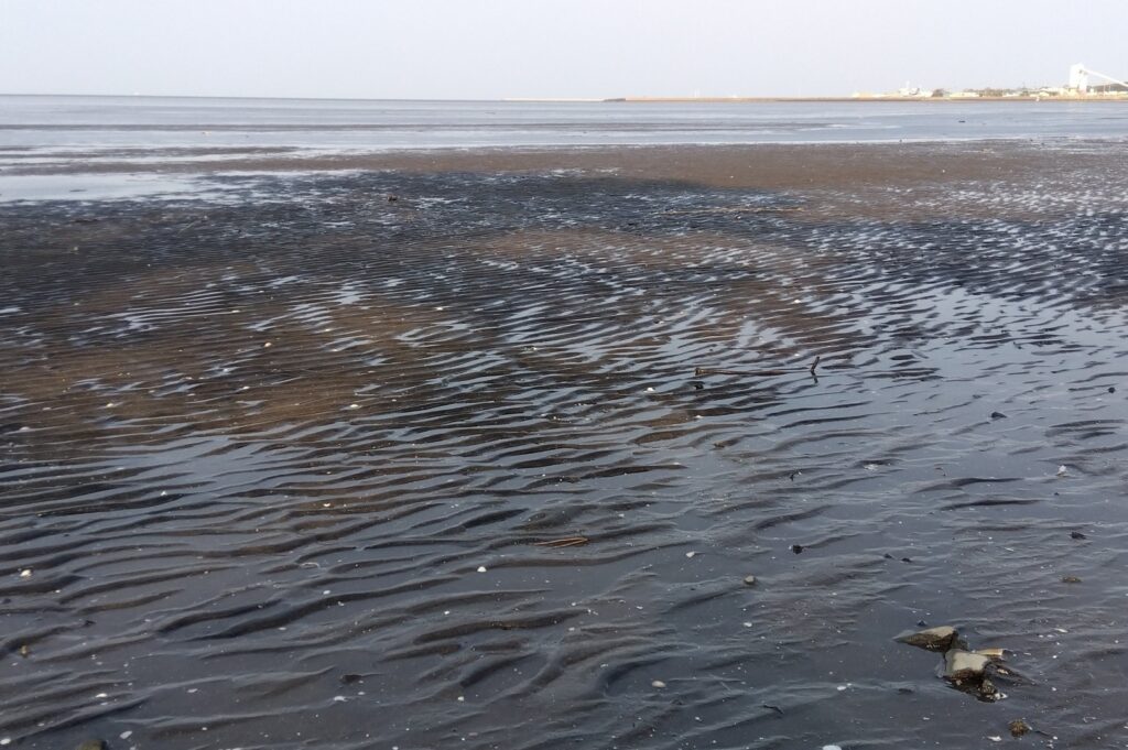 中津干潟は砂泥質で、イボウミニナなどめずらしい巻貝もいる。