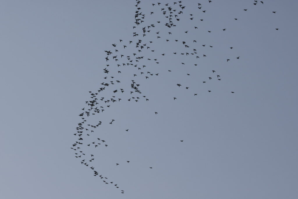 ねぐらめざしてつぎつぎと飛んでくるトモエガモの群れ。大きな羽音も響く。