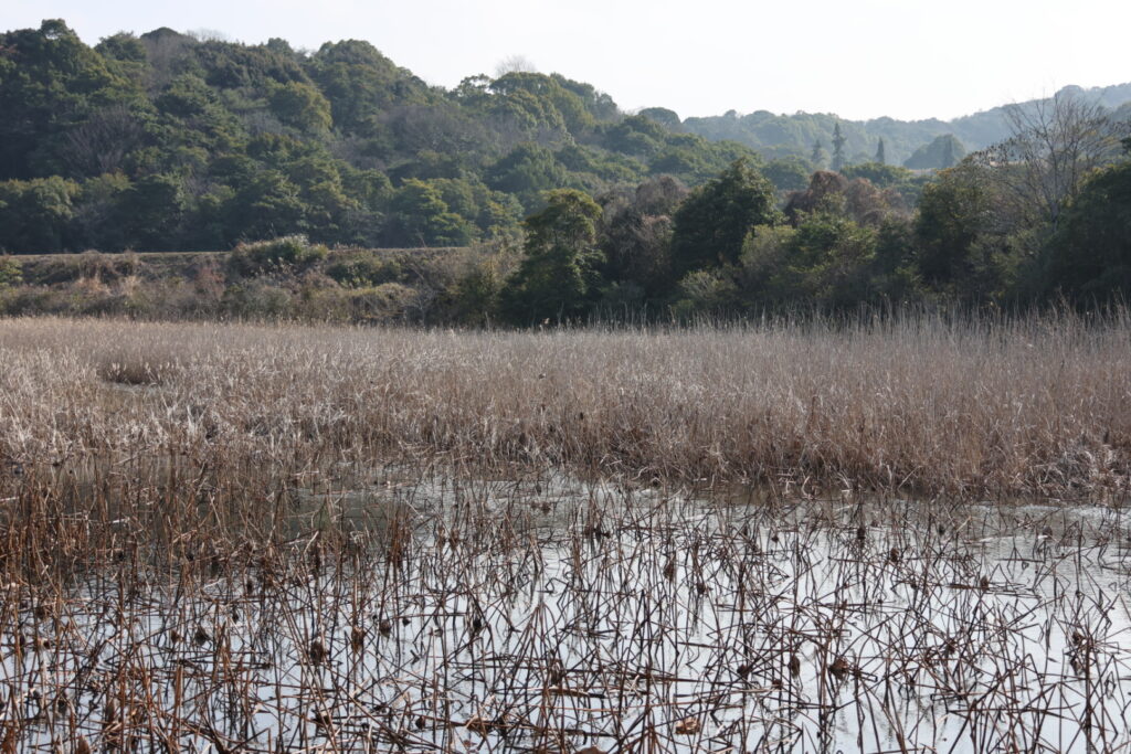 中津市の野依新池(のよりしんいけ)。ベッコウトンボの生息地として、この池もラムサール条約登録の「潜在候補地」になっている。