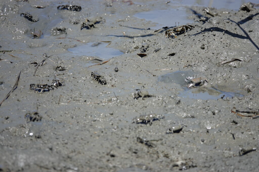 住吉干潟は泥干潟でシオマネキなど生きものがたくさん見られる。