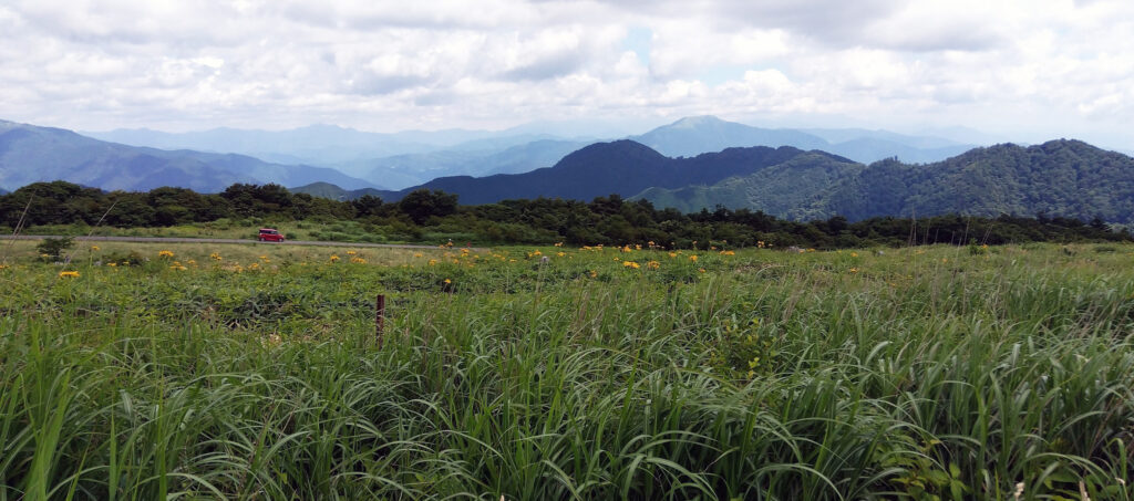 ハンカイソウの群落を望む。