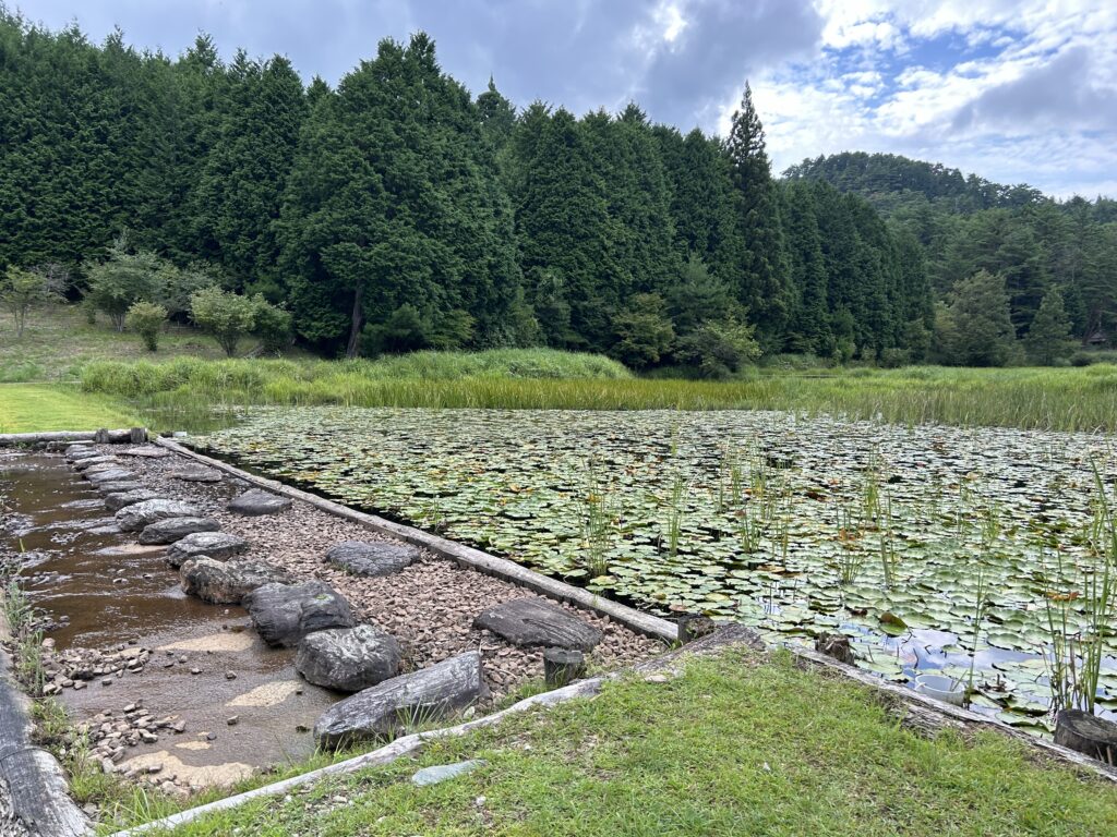 7_せき止めと、スイレンが繁茂する池
