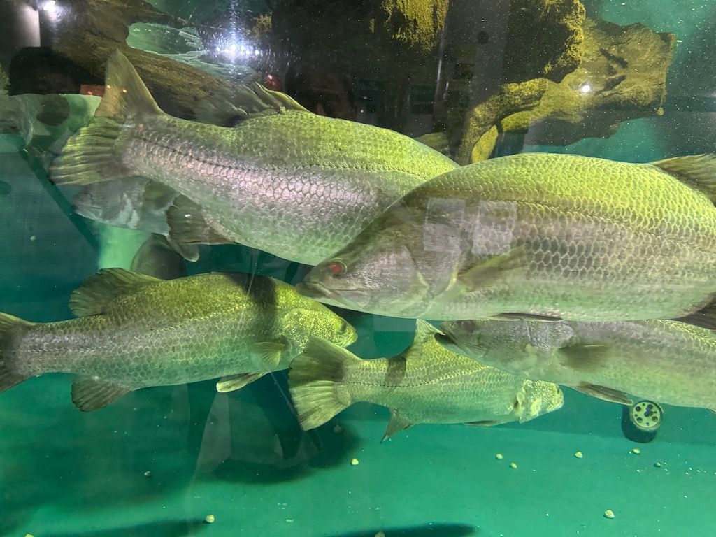 成長すると体長が１メートルを超える。アカメは桂浜水族館の人気の展示。