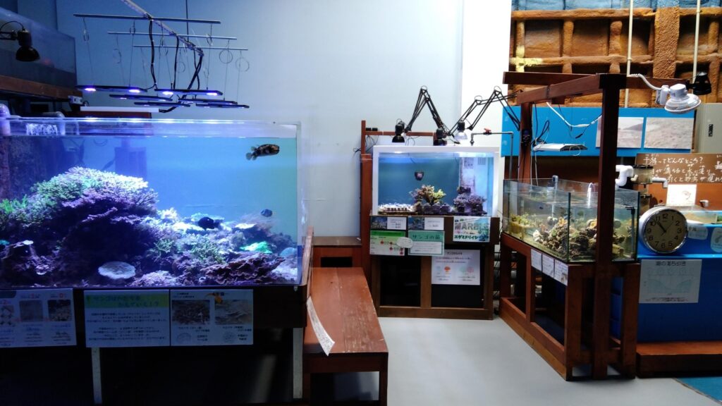 小さな博物館だが、サンゴの展示は充実している。