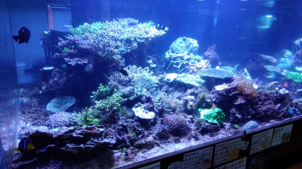 夜光性のサンゴの展示水槽