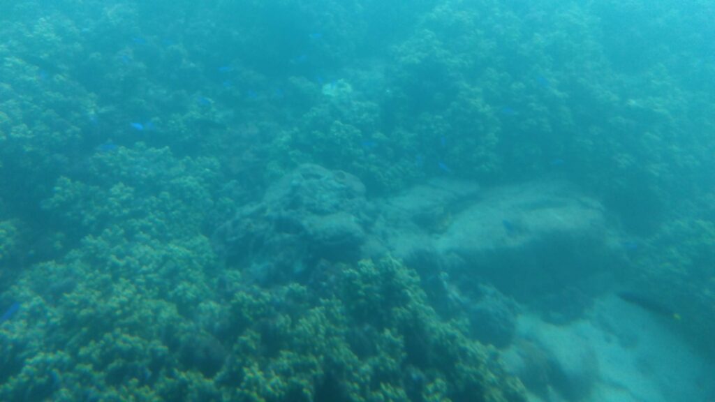 海中観光船ブルーマリンから見た海域公園の海。少し濁ってはいたが、エダミドリイシ、シコロサンゴ、ムカシサンゴ、カワラサンゴなどを見ることができた。