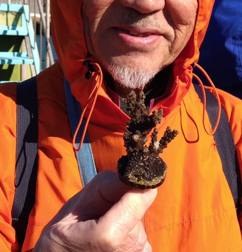 移植するサンゴは卵から生まれて５年目の幼樹。高さ４～５センチに育っている。