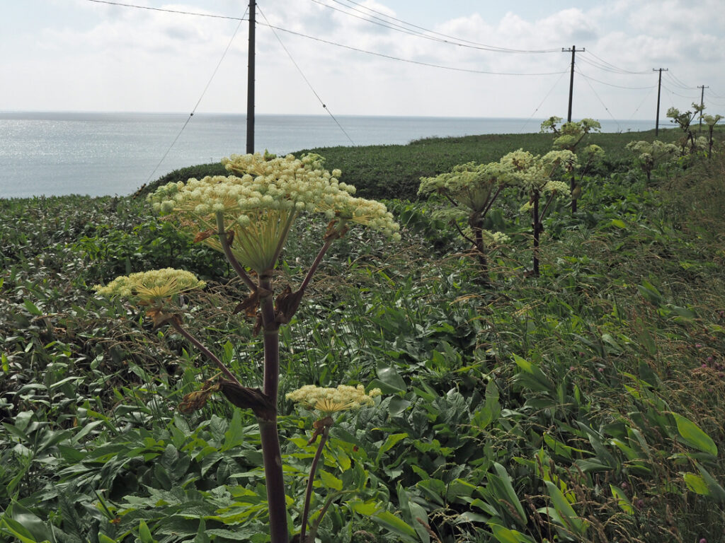 エゾニュウが早くも花を立ち上げていた。猿払村浜猿払で。（７月12日撮影）