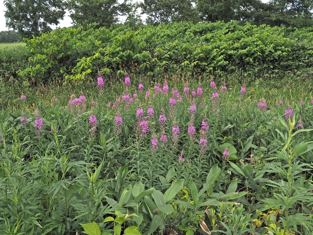 ヤナギランが満開。浜頓別（はまとんべつ）町頓別原野で。（７月12日撮影）