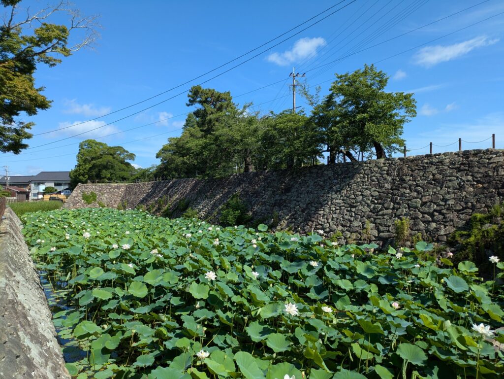 黒田官兵衛の時代に築かれた基礎部分を活かし、復元されたお堀の石垣。蓮の花が満開だった。