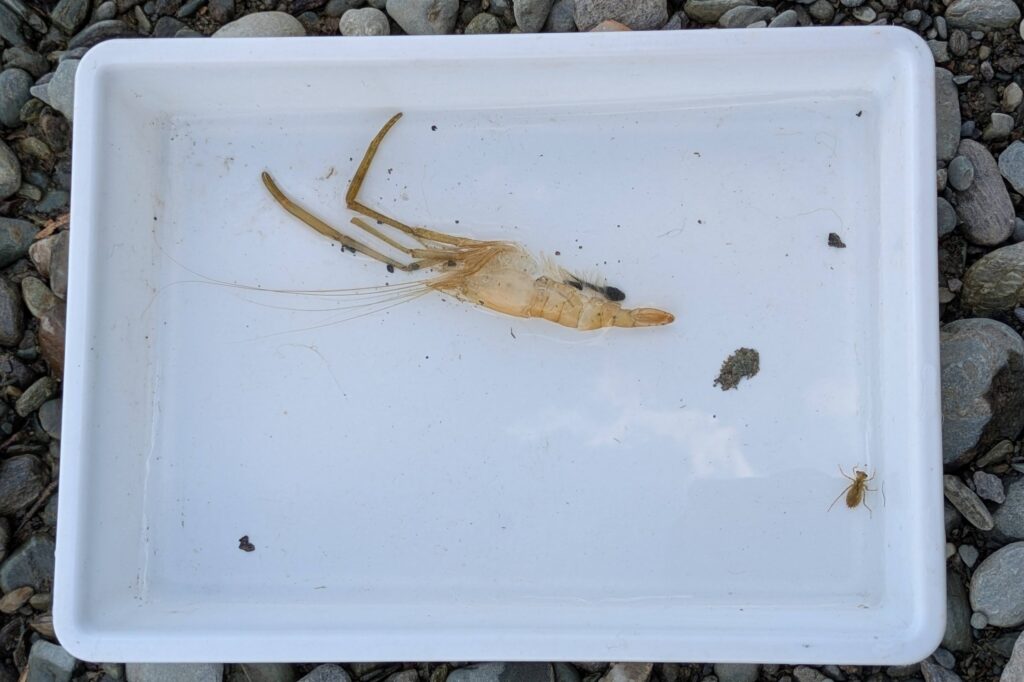 小さな生きものは水を張ったバットに放して観察。エビの殻に身を寄せているオタマジャクシ、みえるかな？