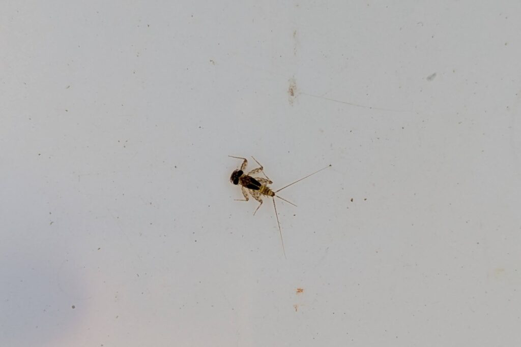 体長３～４ミリ？　これは何だ？