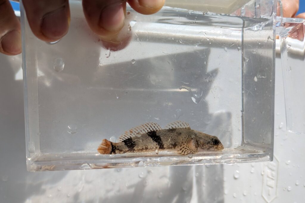 魚の姿を上下左右から 観察しやすい。透明薄型の観察槽。