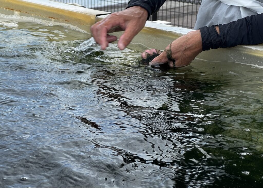 陸上養殖で育ったアオノリ。