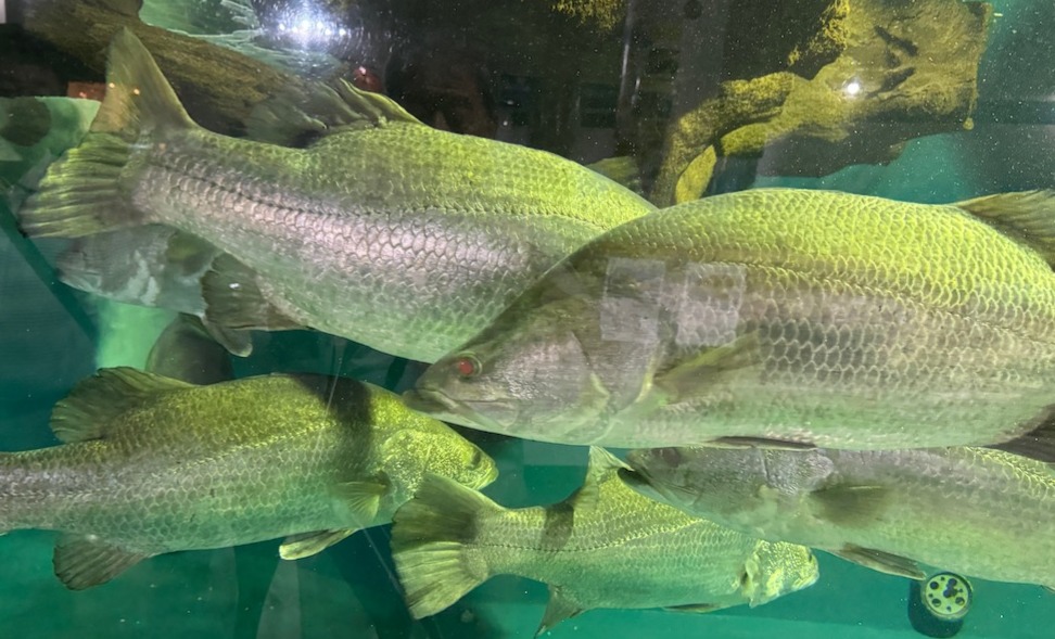 日本固有種、三大怪魚のひとつアカメ（高知市桂浜水族館にて）。