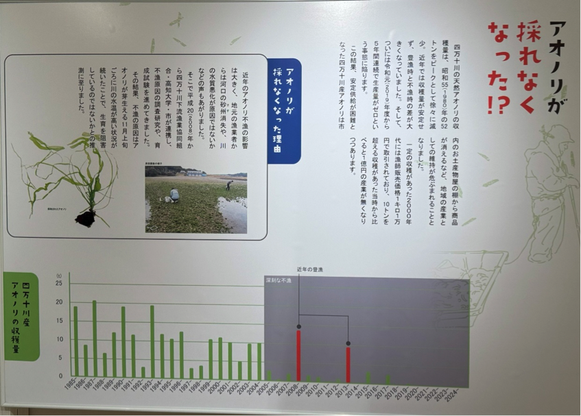 四万十川のアオノリ生産の歴史、昔といま。（企画展「四万十川のアオノリ」の展示から）