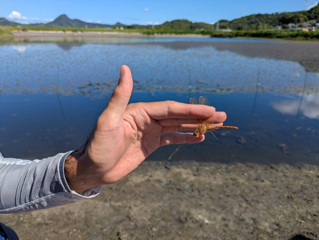 オオキトンボ。黄色い体とを羽を持ち、大きさは５センチくらい。