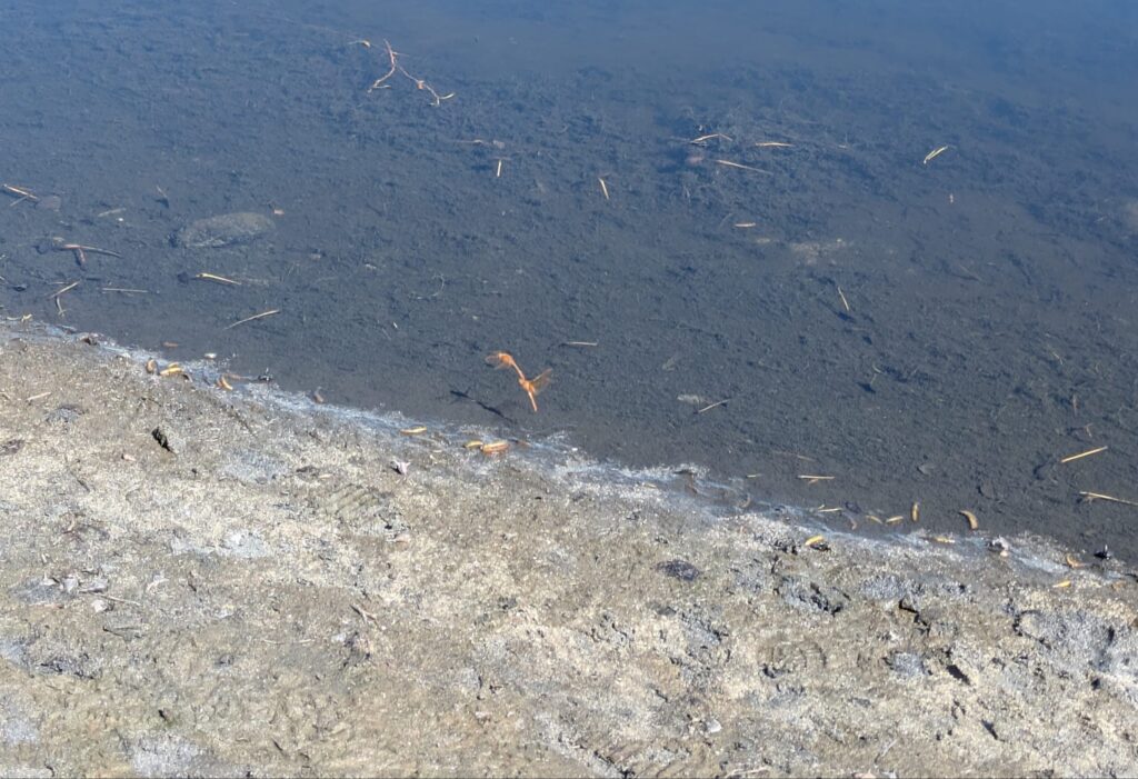 オオキトンボの産卵。オスとメスが連結し、メスが尻尾の先を水面に打ち付けるようにして卵を落とす。