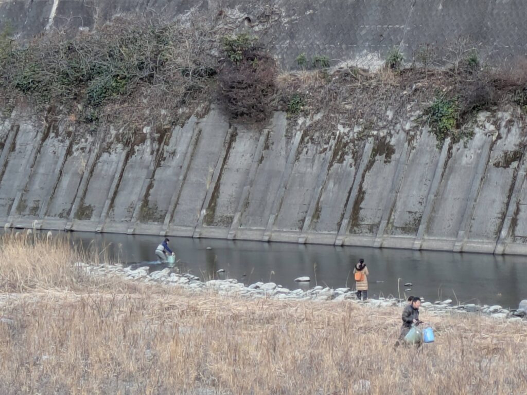 釣人たちがバケツリレーでアマゴを運び、川に放流。
